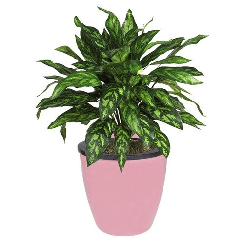 DURAFORCE Pink Self-Watering Plant Flower Pot Wall Hanging Plastic Planter Garden 7 Pack